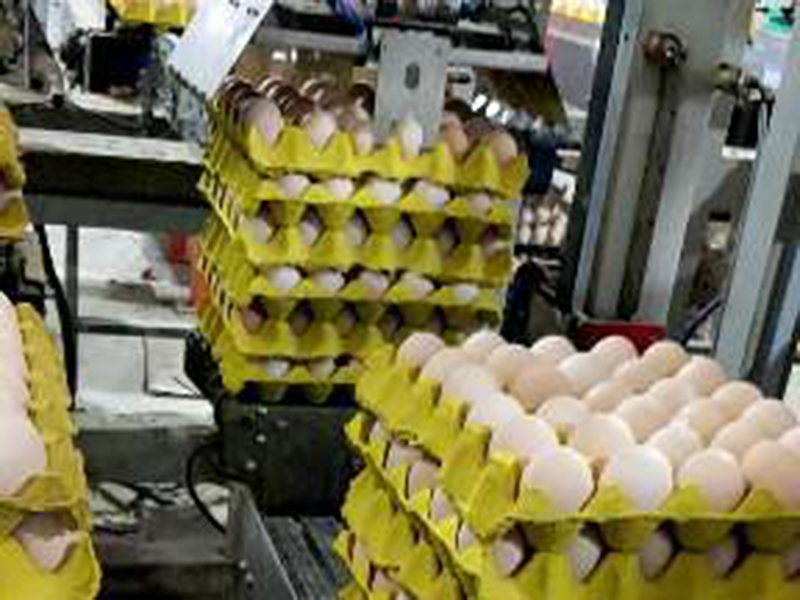 鸡蛋装箱机+自动加隔板