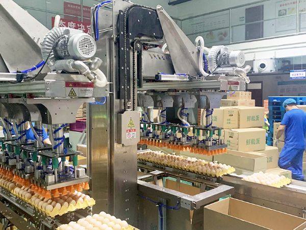 创新科技引领行业变革：新型鸡蛋包装机问世，提升包装效率与安全性